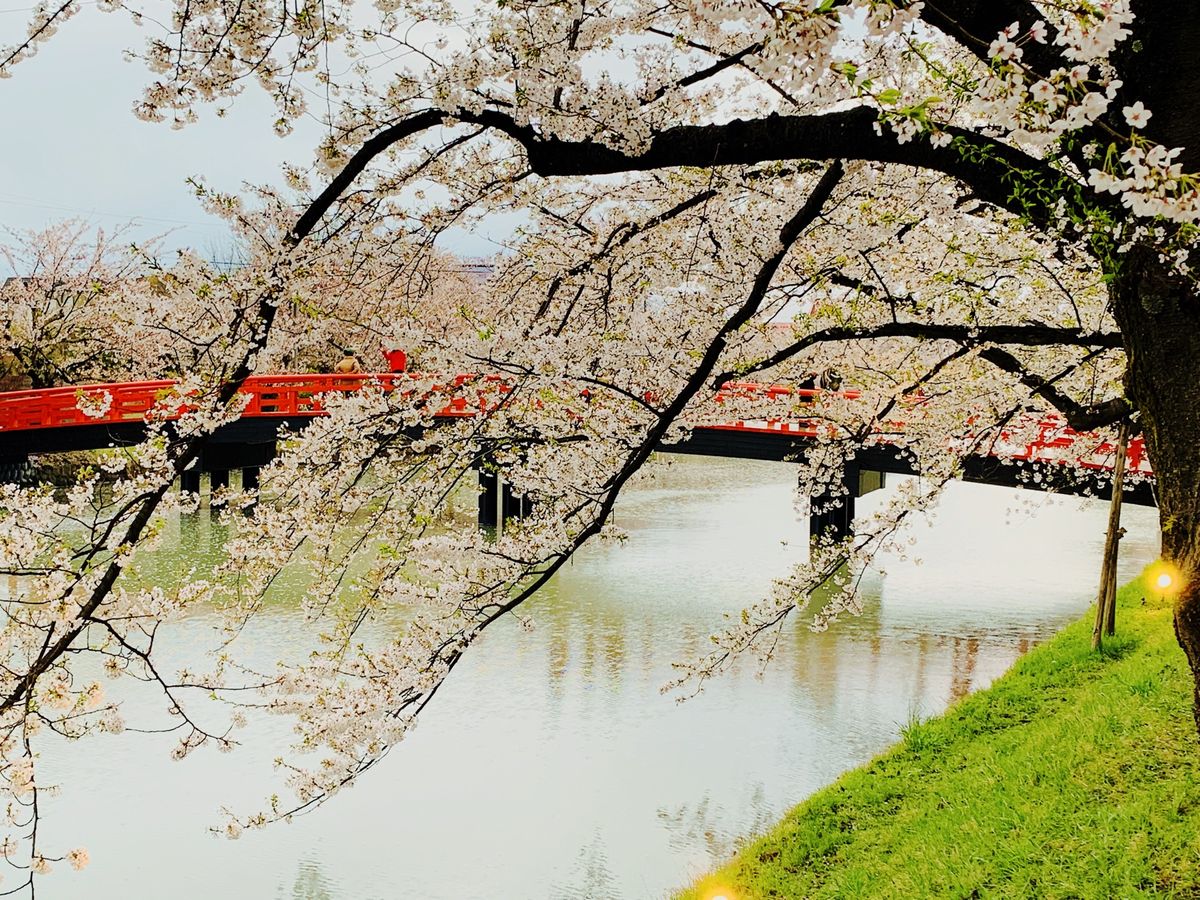 弘前公園の桜感動しました🌸