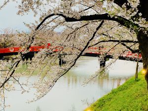 弘前公園の桜感動しました🌸