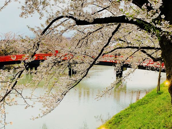 日本・青森県「東北のんびり周遊」の写真：弘前公園の桜感動しました🌸