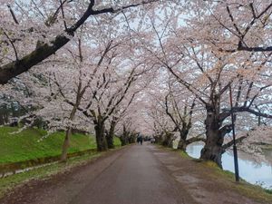 弘前公園の桜感動しました🌸