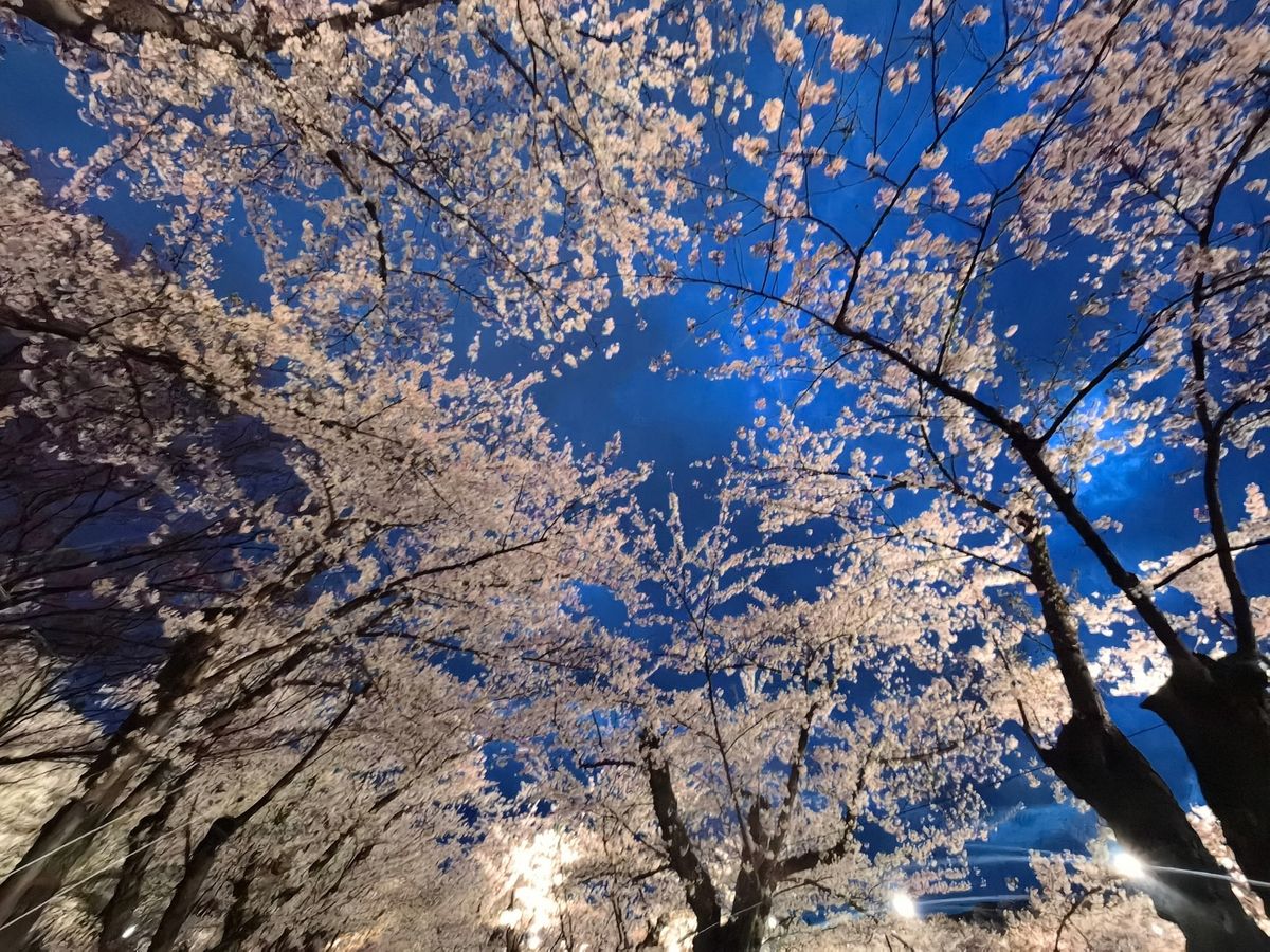 弘前公園の桜感動しました🌸