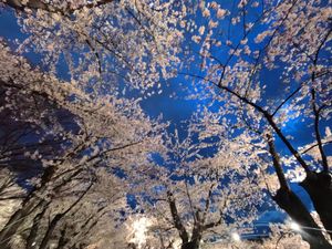 弘前公園の桜感動しました🌸