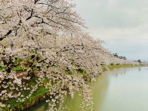 弘前公園の桜感動しました🌸