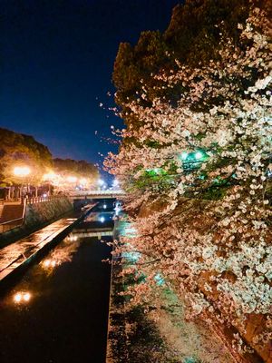 夜桜・焼きそば・ビール