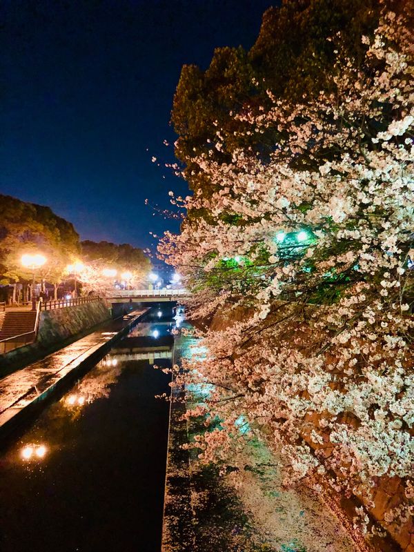 日本・千葉県「お花見」の写真：夜桜・焼きそば・ビール