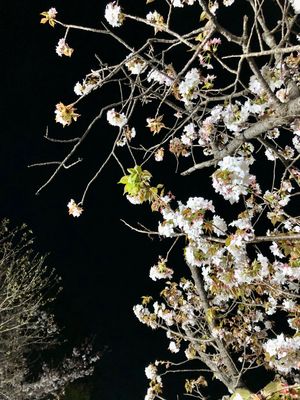 夜桜・焼きそば・ビール