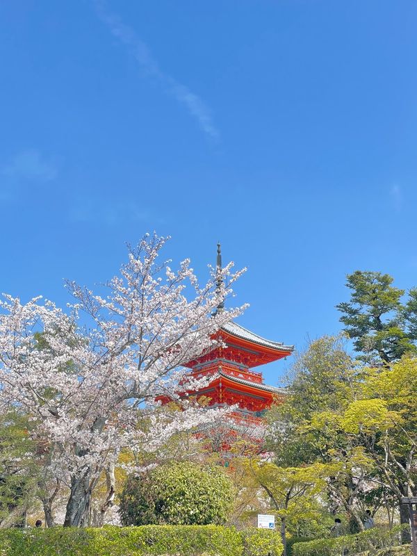 日本・京都府「春の京都」の写真