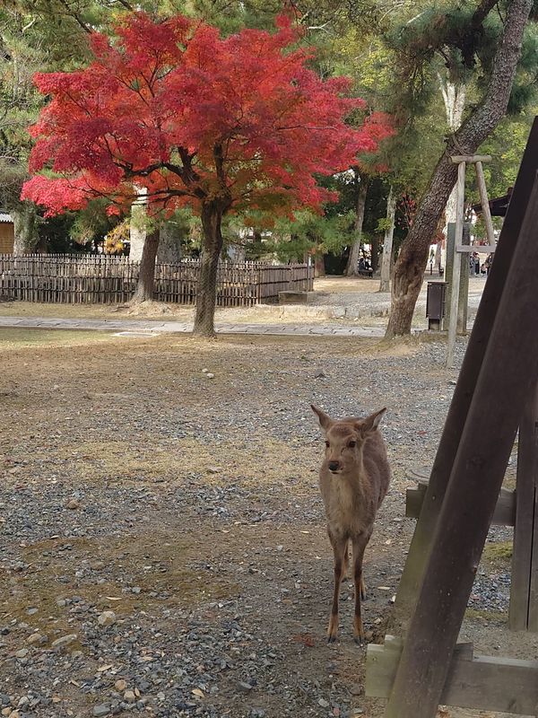日本・奈良市「東大寺 in 奈良」の写真