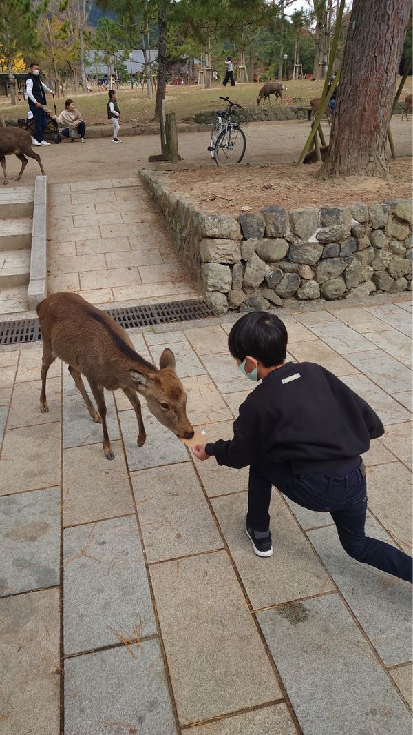 日本・奈良市「東大寺 in 奈良」の写真