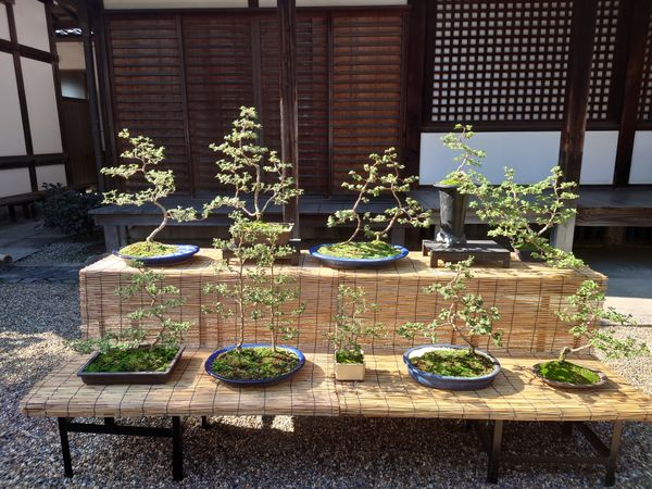 日本・京都府「平等院鳳凰堂 in 京都」の写真