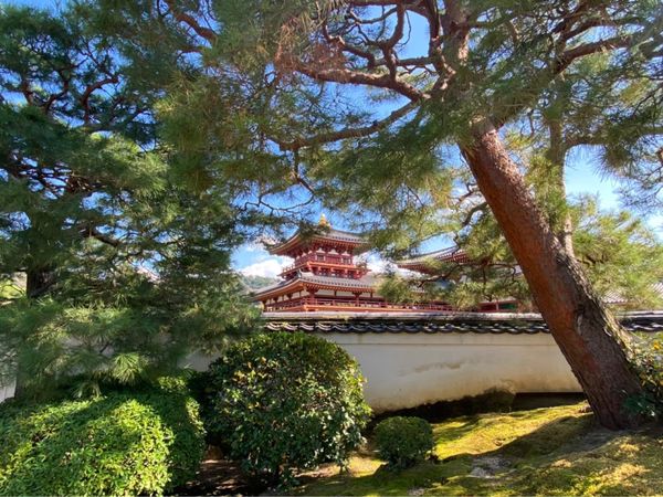 日本・京都府「平等院鳳凰堂 in 京都」の写真