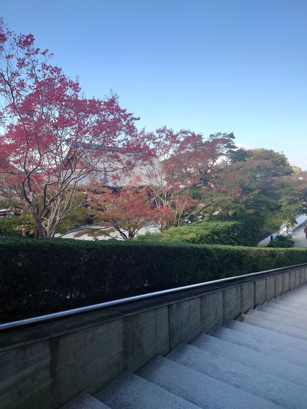 日本・京都府「平等院鳳凰堂 in 京都」の写真