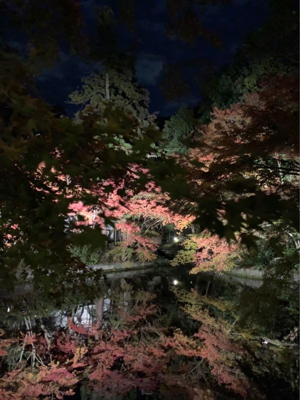 日本・京都府「紅葉旅行 in 京都」の写真