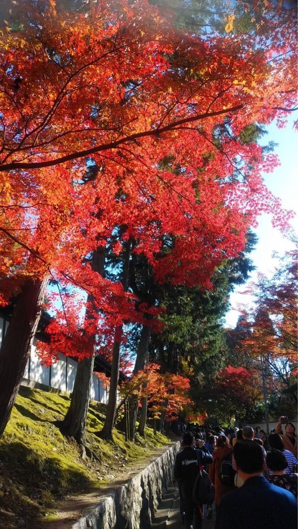 日本・京都府「紅葉旅行 in 京都」の写真