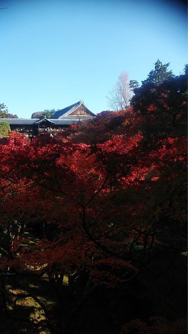日本・京都府「紅葉旅行 in 京都」の写真