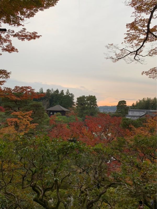 日本・京都府「紅葉旅行 in 京都」の写真