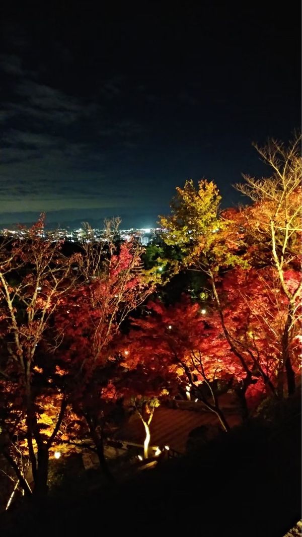 日本・京都府「紅葉旅行 in 京都」の写真