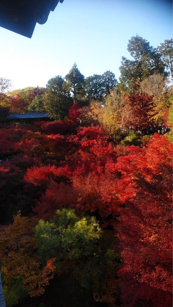 日本・京都府「紅葉旅行 in 京都」の写真