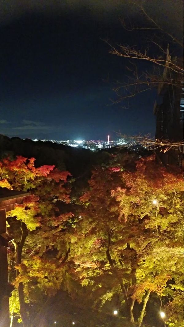 日本・京都府「紅葉旅行 in 京都」の写真