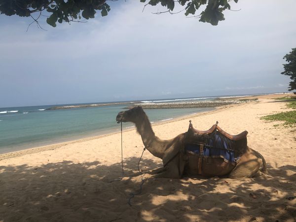 インドネシア「バリ島」の写真