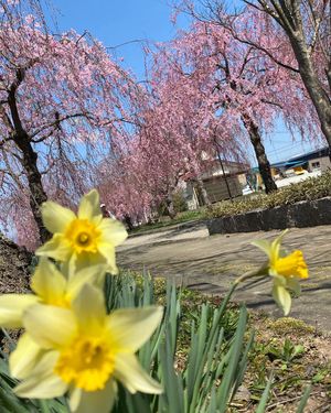 蕾が多かったけど、太陽が燦燦と降りそそぎ、
どんどん開花🌸してくれました。