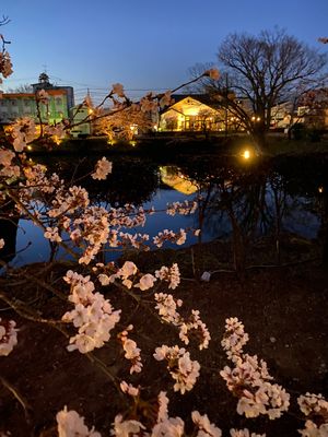 夕方の鶴ヶ城。偶然にﾗｲﾄｱｯﾌﾟ点灯式。夜桜。
