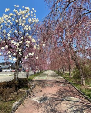 蕾が多かったけど、太陽が燦燦と降りそそぎ、
どんどん開花🌸してくれました。