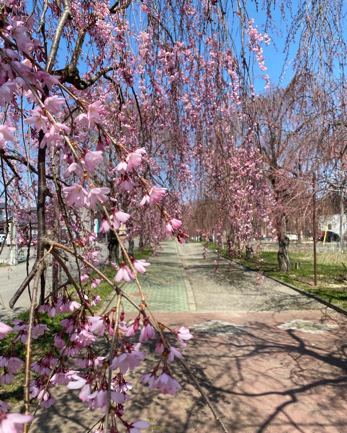 蕾が多かったけど、太陽が燦燦と降りそそぎ、
どんどん開花🌸してくれました。