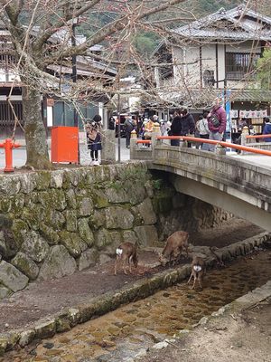 シカがいっぱいいた。