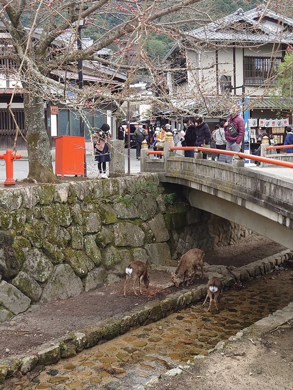 日本・宮島「日本三大庭園制覇旅in 広島・岡山・兵庫」の写真：シカがいっぱいいた。