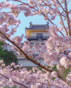 牛代のみずめ桜は圧巻の一言。