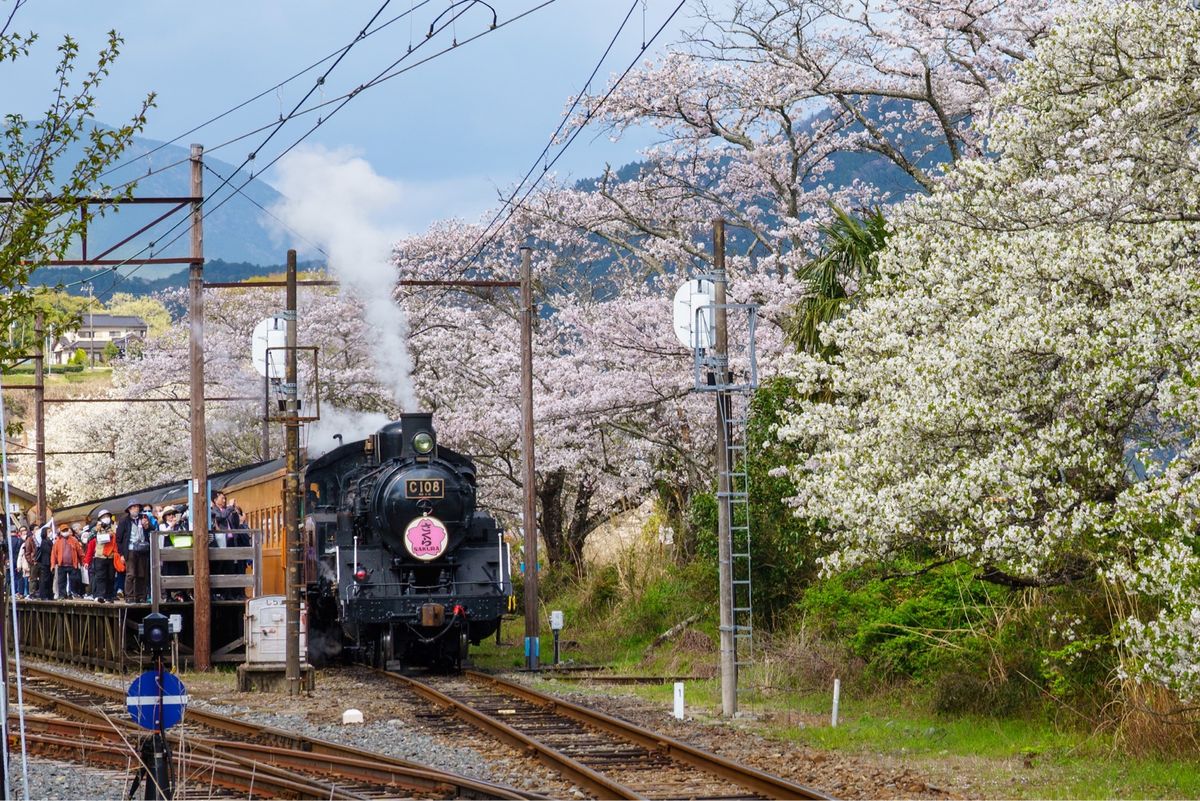 牛代のみずめ桜は圧巻の一言。