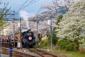 牛代のみずめ桜は圧巻の一言。