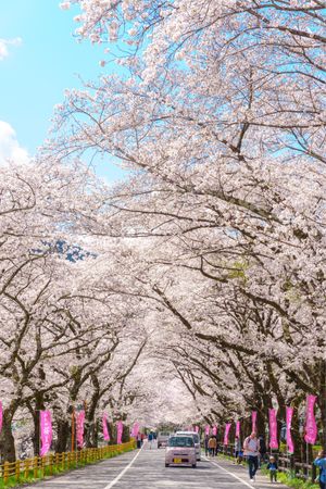 牛代のみずめ桜は圧巻の一言。