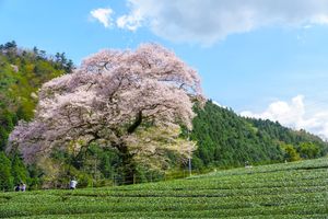 牛代のみずめ桜は圧巻の一言。