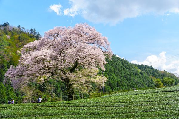 日本・静岡県「川根町さくら見日帰り旅2023」の写真：牛代のみずめ桜は圧巻の一言。
