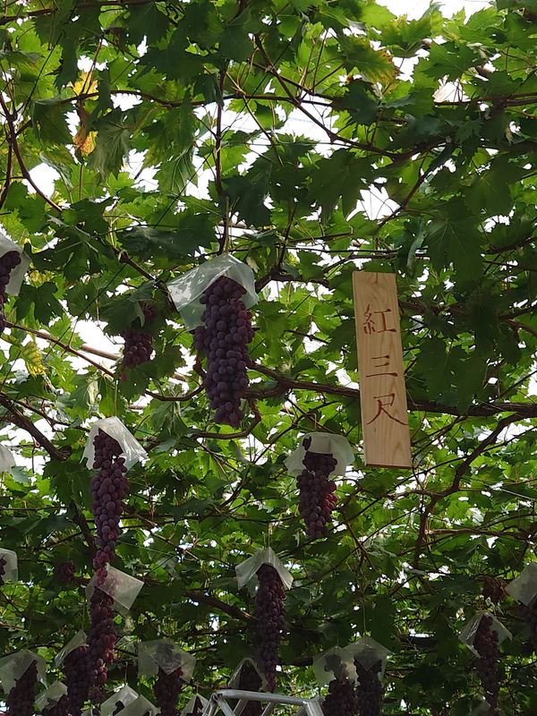 日本・山梨県「シャインマスカット狩り&お茶カフェ in 山梨・静岡」の写真