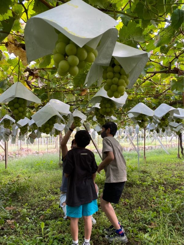 日本・山梨県「シャインマスカット狩り&お茶カフェ in 山梨・静岡」の写真