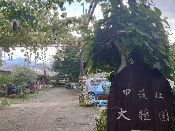 日本・山梨県「シャインマスカット狩り&お茶カフェ in 山梨・静岡」の写真：シャインマスカット狩り。
かなり美味しかった！