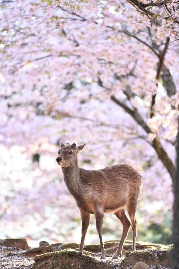 日本・奈良公園「桜と鹿と」の写真