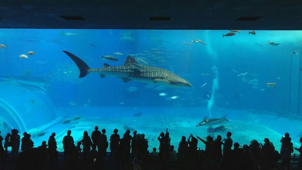 日本・沖縄県「沖縄本島旅行」の写真