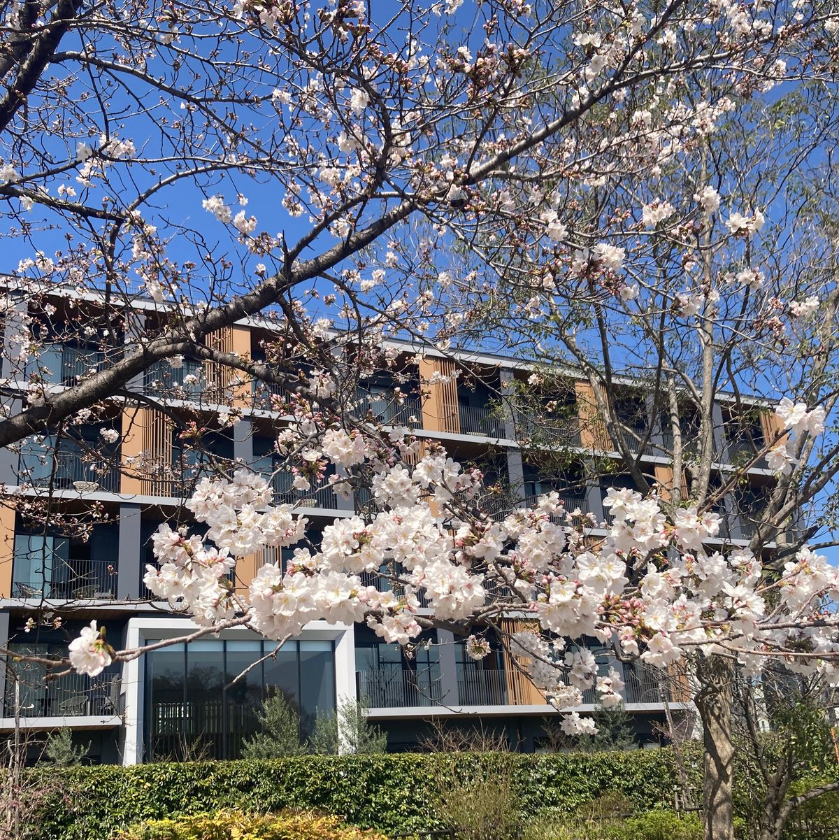 あをによしに乗車。