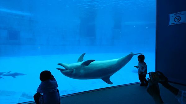 日本・愛知県「名古屋港水族館」の写真