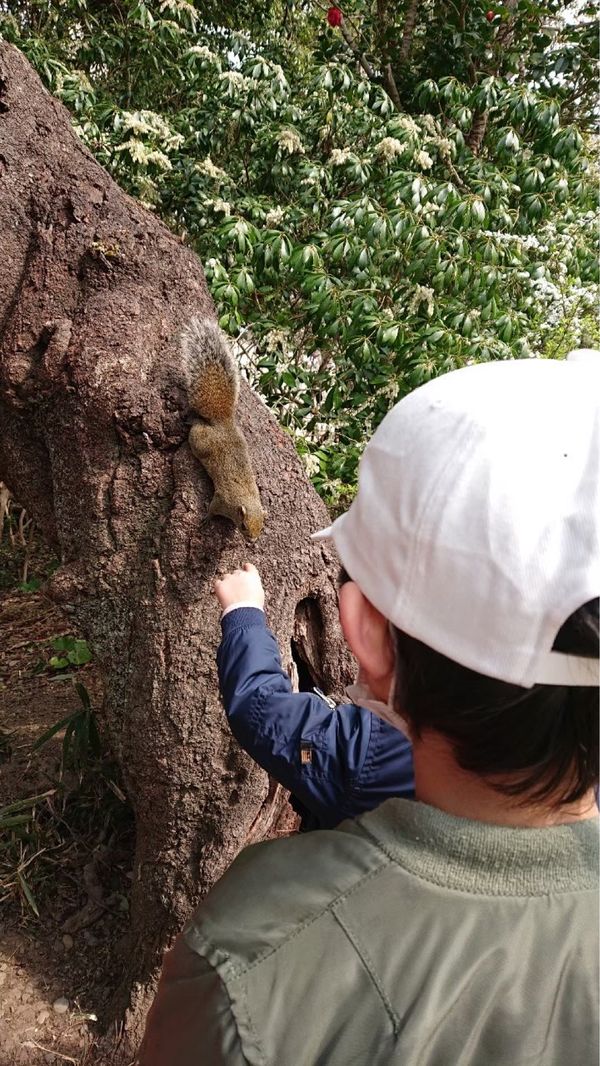 日本・静岡県「静岡旅行 in 浜松」の写真：リス🐿