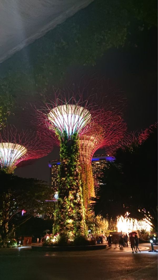 シンガポール・シンガポール「年越し旅行 in シンガポール」の写真