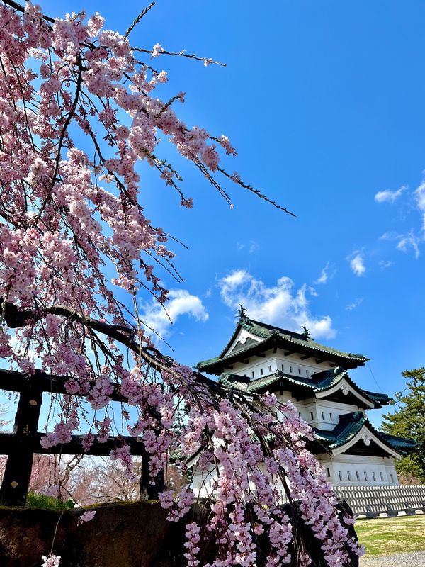 日本・青森県「初の弘前城」の写真：六分咲き