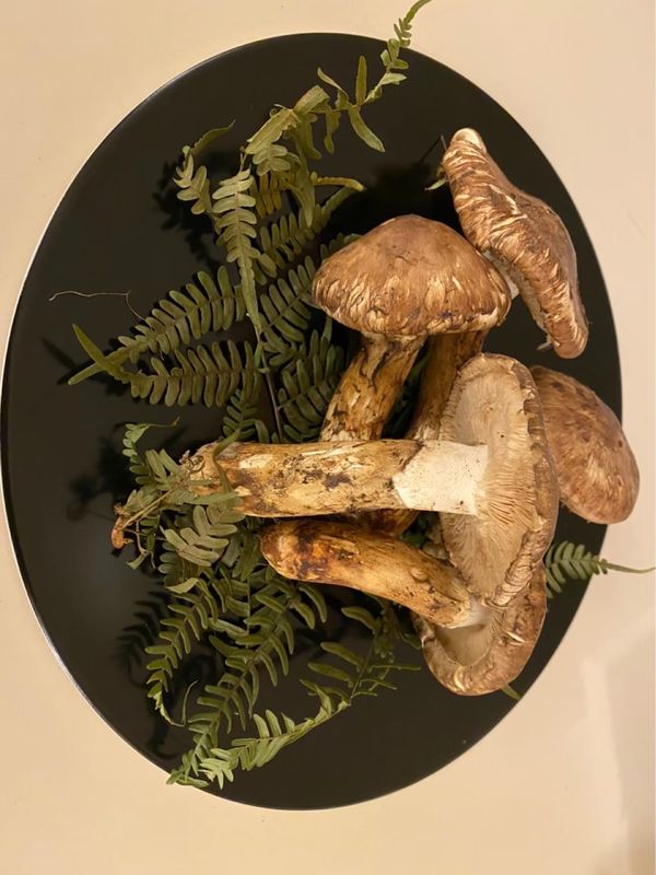 日本・岐阜県「グルキャン at 宮島キャンプ場」の写真