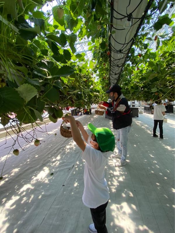 日本・岐阜県「天空のいちご狩り at ととりべファーム」の写真
