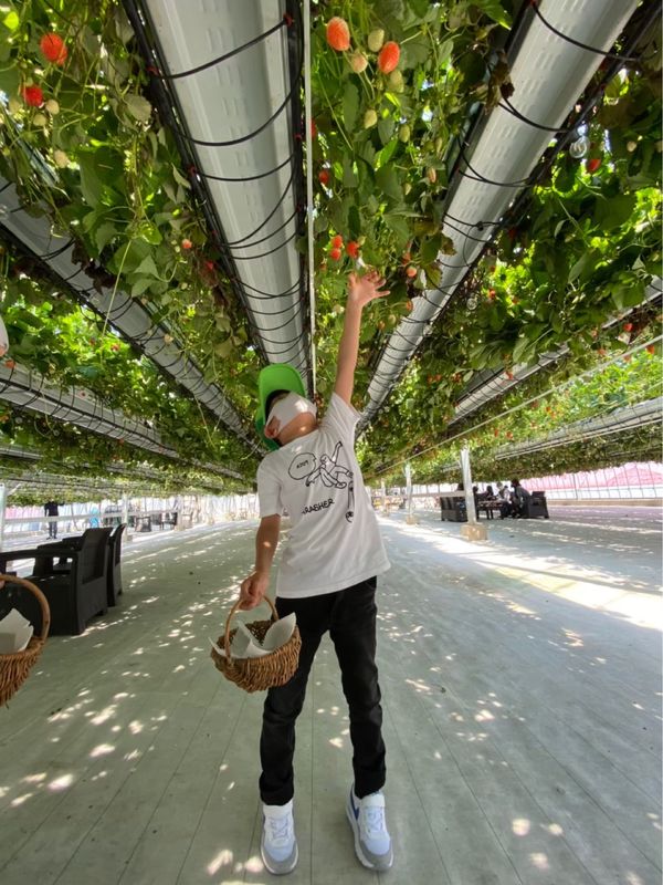 日本・岐阜県「天空のいちご狩り at ととりべファーム」の写真