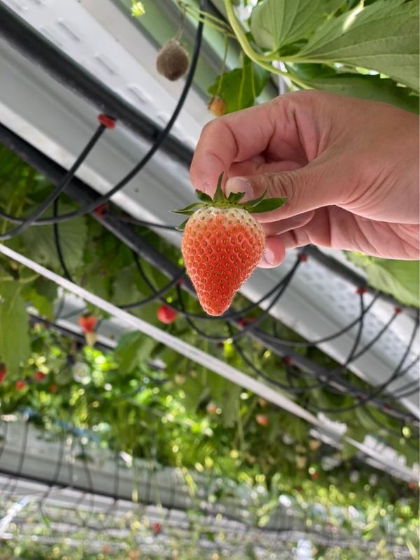 日本・岐阜県「天空のいちご狩り at ととりべファーム」の写真